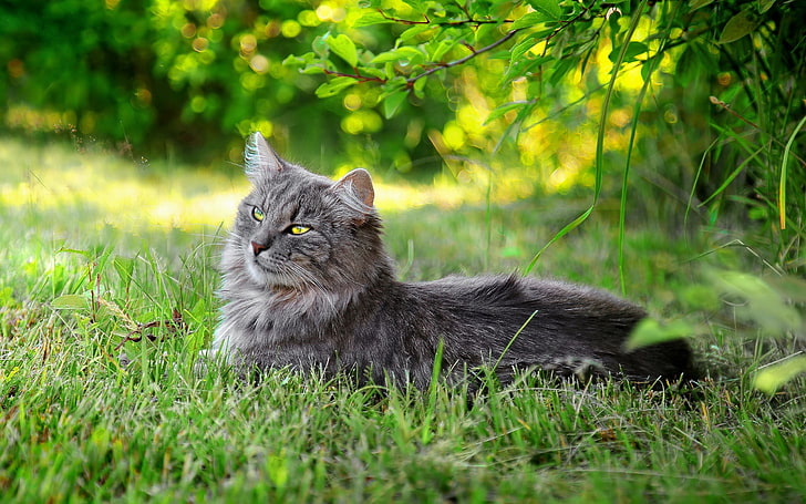 gray cat, cat, fluffy, grass, sunlight, rest, HD wallpaper