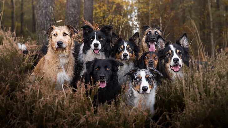 hund, hundras, hundrasgrupp, hundar, border collie, skog, collie, träd, walesisk fårhund, welsh collie, HD tapet