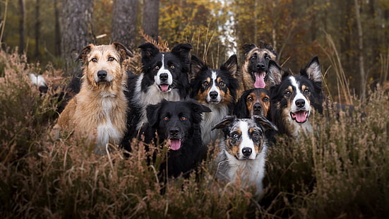 cane, cane di razza, gruppo razza del cane, cani, border collie, foresta, collie, albero, gallese cane da pastore, gallese collie, Sfondo HD HD wallpaper