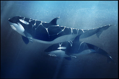 два черно-белых косатки, море, глубина, кит, косатка, HD обои HD wallpaper