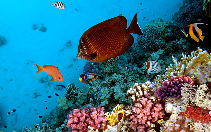 animales, arrecife, corallo, peces, Sfondo HD