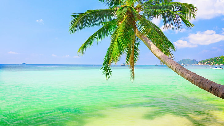 grüne Blattpflanze mit Grünpflanze, Palmen, Meer, HD-Hintergrundbild