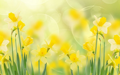 Narcisos Primavera, narcisos, primavera, Fondo de pantalla HD HD wallpaper