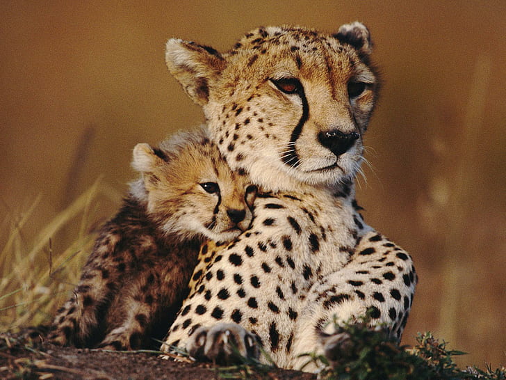 Söt mors kärlek, baby, kärlek, mamma, djur, gepard, djur, HD tapet