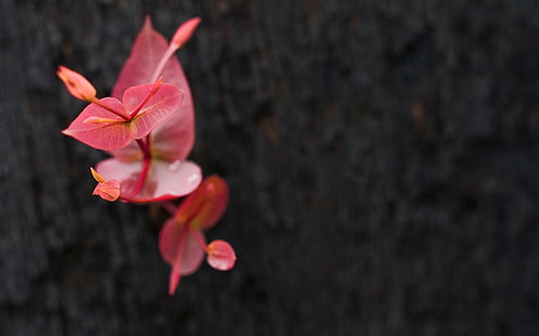 Dekor der rosa und weißen Blume, Natur, Makro, Blumen, HD-Hintergrundbild HD wallpaper