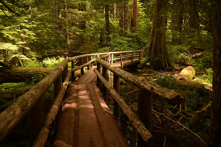 Pasarela, camino, Oregon, superficie de madera, pinos, paisaje, Fondo de pantalla HD