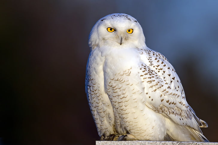 white and black owl, bird, snowy owl, white owl, HD wallpaper