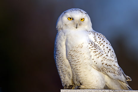 white and black owl, bird, snowy owl, white owl, HD wallpaper HD wallpaper