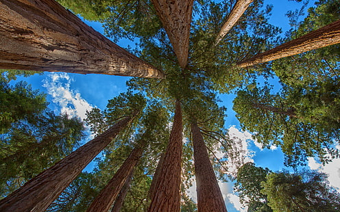 forest, tree, sequoia, redwood, HD wallpaper HD wallpaper