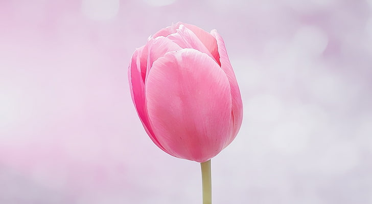 Single Pink Tulip, pink rose, Cute, Flower, Pink, Close, Outdoors, Tulip, Growth, Blossom, Bloom, Painting, Pastel, fragility, gardening, springflower, digitalpainting, HD wallpaper