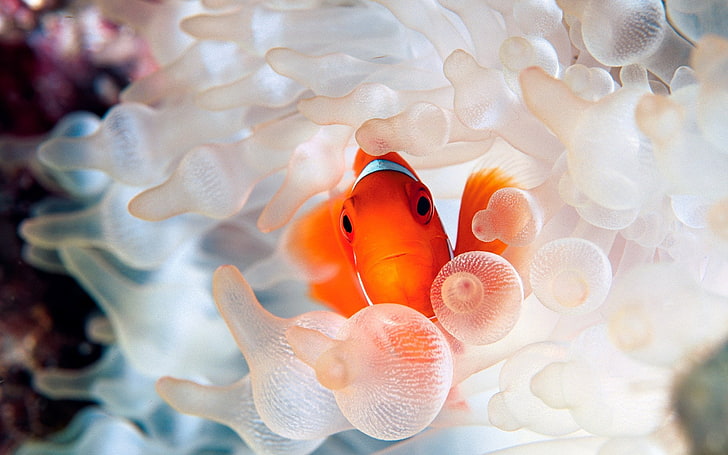 orange clownfish, sea, fish, beautiful, HD wallpaper