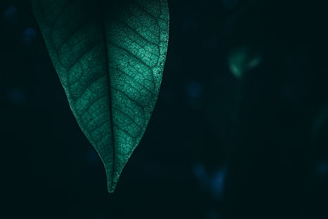 makro, liść, zieleń, natura, hd, 4k, Tapety HD HD wallpaper