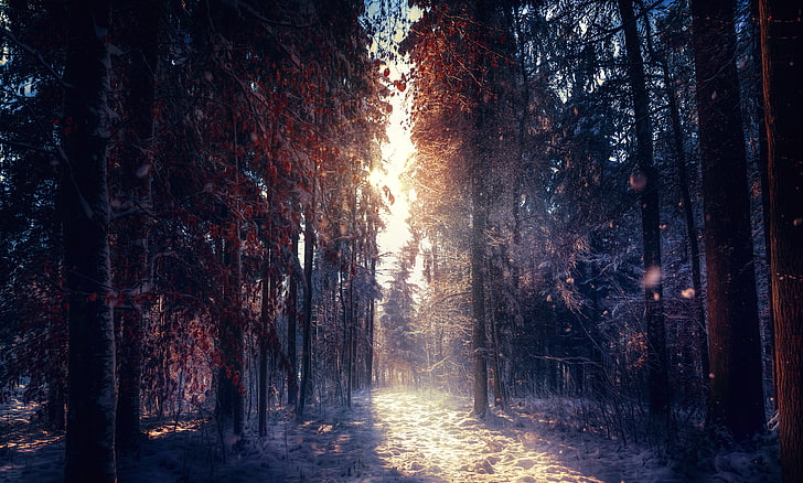 árboles de hojas verdes, tratamiento, luz solar, bosque de invierno, Fondo de pantalla HD
