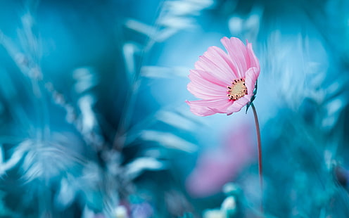 Różowy kwiat, niebieskie tło, bokeh, różowy, kwiat, niebieski, tło, bokeh, Tapety HD HD wallpaper