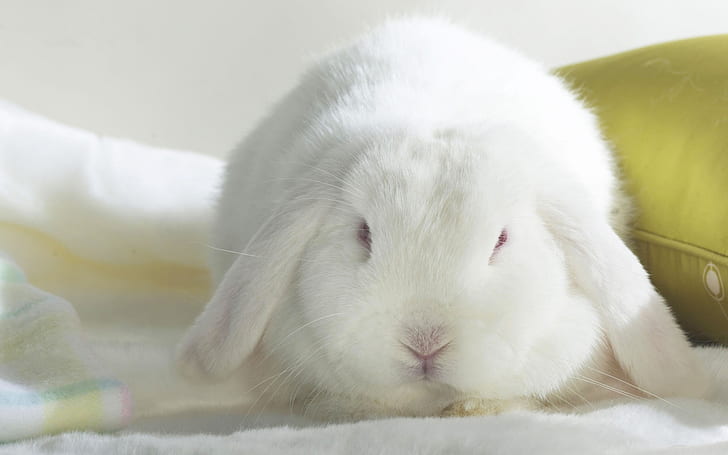 กระต่ายน่ารักน่ารักหูฟลอปปี้ขนสีขาวตาแดงกระต่ายน่ารักน่ารักหูฟลอปปี้ขนสีขาวตาแดง, วอลล์เปเปอร์ HD