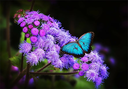 papillons, papillon, insectes, 4k, 8k, HD, Fond d'écran HD HD wallpaper
