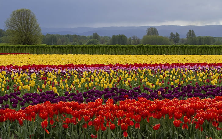 Campo de flores coloridas, flores, colores, campo, s, Fondo de pantalla HD