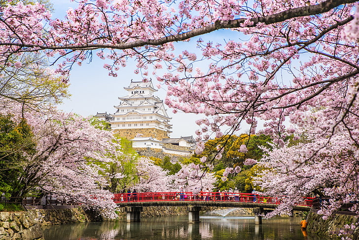 pink trees, bridge, river, spring, Japan, Sakura, pagoda, flowering, HD wallpaper