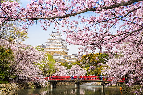 розови дървета, мост, река, пролет, Япония, Сакура, пагода, цъфтеж, HD тапет HD wallpaper