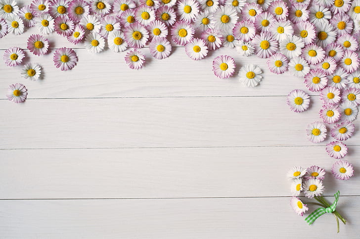 background, Board, summer, flower, pink, Daisy, HD wallpaper
