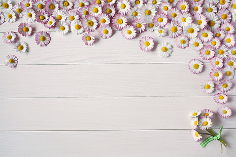 фон, дъска, лято, цвете, розово, маргаритка, HD тапет HD wallpaper