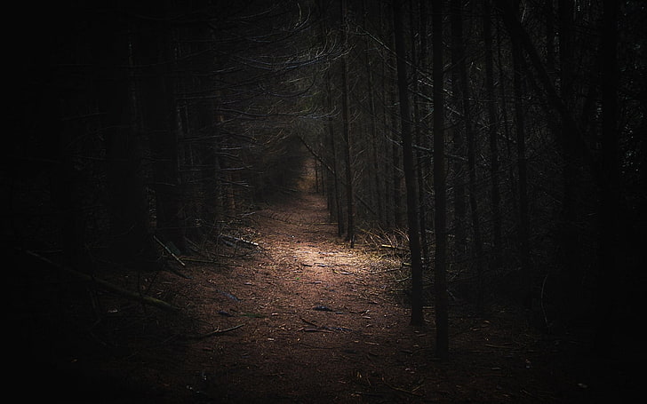 nature, landscape, dark, forest, Germany, path, daylight, trees, HD wallpaper