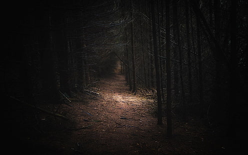 nature, landscape, dark, forest, Germany, path, daylight, trees, HD wallpaper HD wallpaper