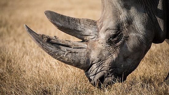 animales, rinoceronte, Fondo de pantalla HD HD wallpaper
