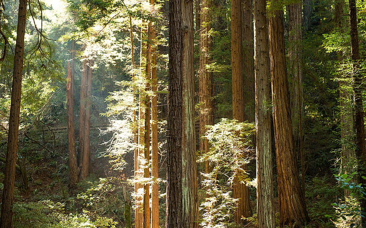 Лесные деревья Йосемити Солнечный свет Редвуд HD, природа, деревья, солнечный свет, лес, йосемити, красное дерево, HD обои