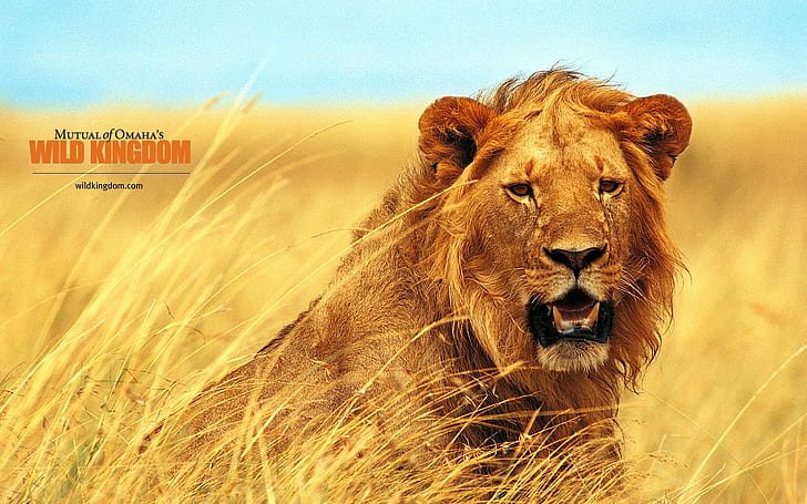 Lion, lion, HD wallpaper