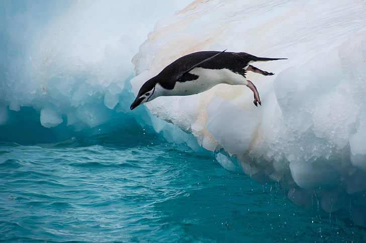 water, jump, bird, penguin, floe, Antarctic penguin, HD wallpaper