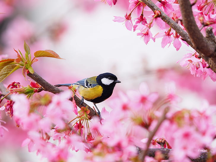 bird, Sakura, tit, HD wallpaper
