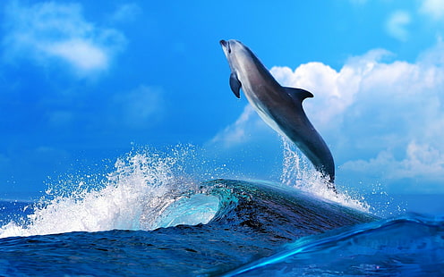 animals, sea, water, blue, blue sky, dolphin, ocean, dolphin picture, ocean, sea, water, blue, blue sky, dolphin, HD wallpaper HD wallpaper