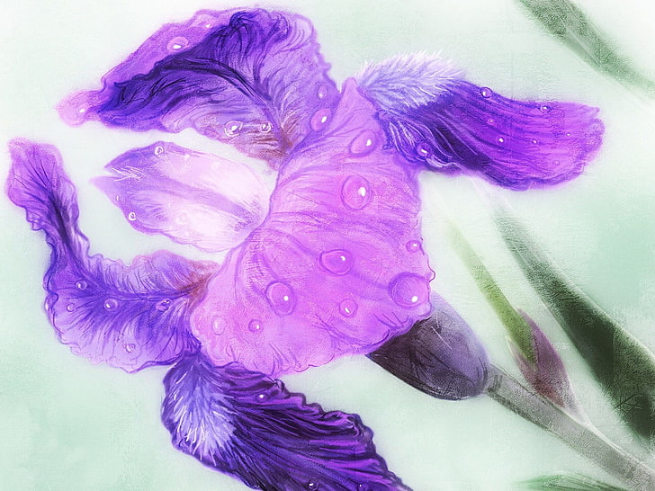 фиолетовый ирис, роспись цветов, капли, рисунок, цветок, HD обои