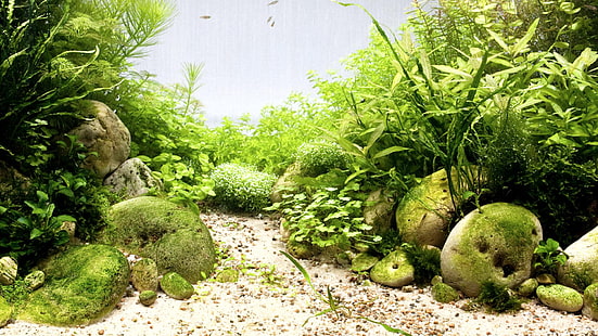 كومة من نباتات الأوراق الخضراء بالقرب من الرمال البيضاء وحوض السمك والصخور والأعشاب البحرية، خلفية HD HD wallpaper
