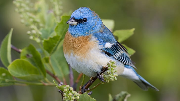 Burung biru yang indah, Cantik, Biru, Burung, Wallpaper HD