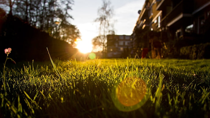 zielone pole trawy, zdjęcie zielonej trawy podczas zachodu słońca, trawa, natura, światło słoneczne, głębia ostrości, zachód słońca, fotografia, bokeh, flara obiektywu, zbliżenie, rośliny, Tapety HD