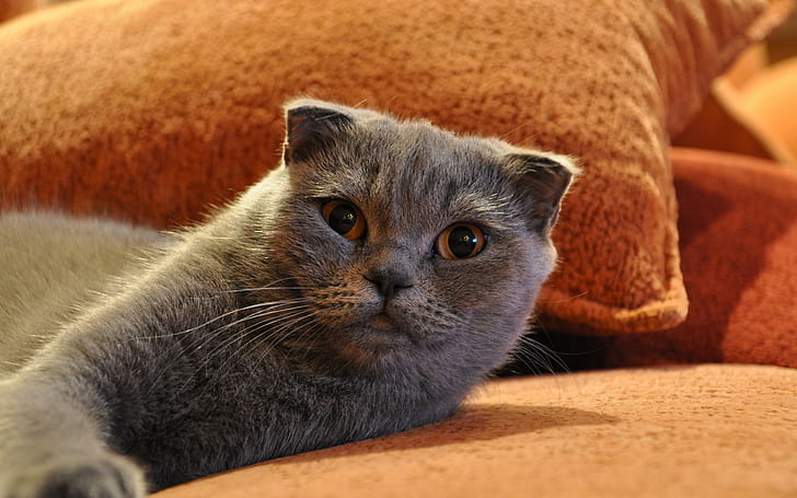 Kucing Lipat Skotlandia Cantik, kucing lipat Skotlandia, tempat tidur, lucu, Wallpaper HD