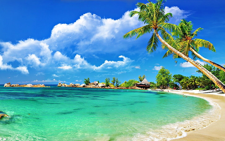 cielo, mar, naturaleza, nube, palmeras, playa, HD wallpaper