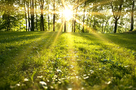 الأعشاب الخضراء والأشجار ذات الأوراق الخضراء ، والغابات ، والعشب ، والأشجار ، والمناظر الطبيعية ، والطبيعة ، وأشعة الشمس ، والحقل الأخضر ، وضوء الشمس ، وأشعة الشمس ، حديقة الربيع، خلفية HD HD wallpaper