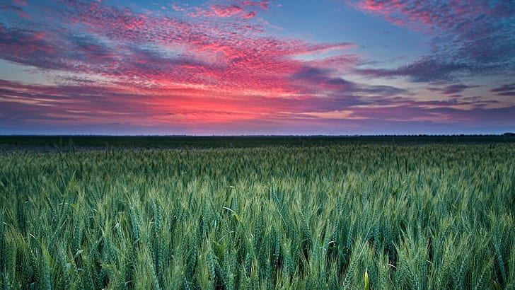 Wheat Sunset Field Clouds HD, nature, clouds, sunset, field, wheat, HD wallpaper