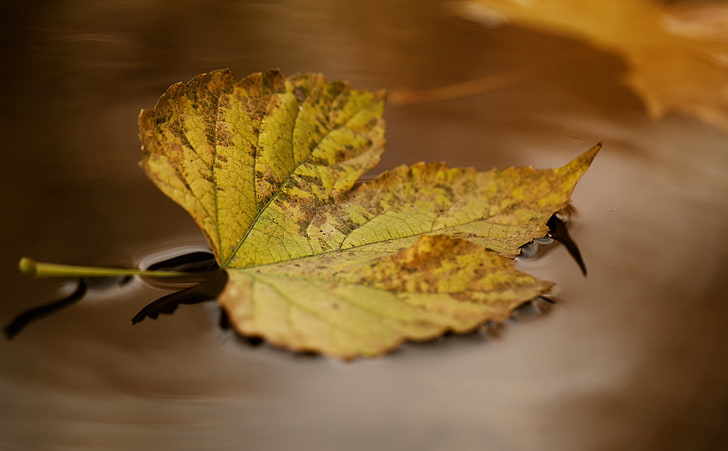Autumn Leaf Floating on Water, Seasons, Autumn, photography, falling, water, leaf, surface, brown, floating, season, HD wallpaper