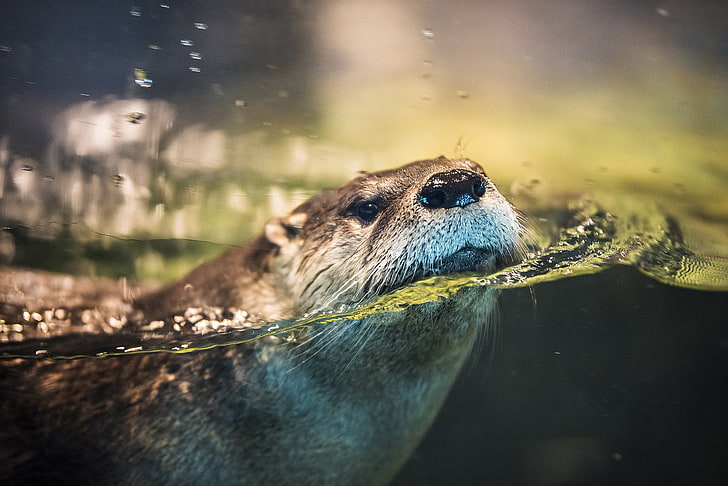 otter, water, wildlife, HD wallpaper