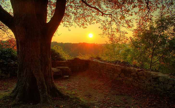 photography, nature, plants, landscape, trees, fall, sunset, wall, stones, HD wallpaper