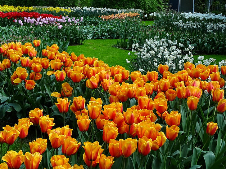 Flowers, Tulip, Colorful, Earth, Flower, Garden, Netherlands, Orange Flower, Park, Spring, White Flower, HD wallpaper