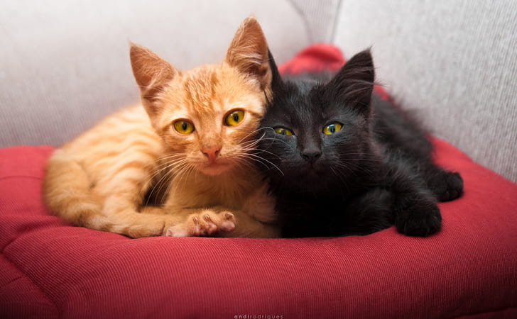 Perfect Couple, Cute, Relaxing, Kittens, pets, Lovely, animals, cats, HD  wallpaper | Wallpaperbetter