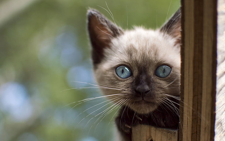 cat, animals, Siamese cats, blue eyes, kittens, HD wallpaper