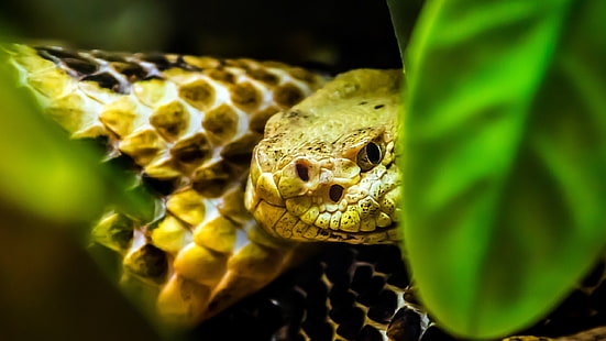 Makro, Tiere, Schlange, Reptilien, HD-Hintergrundbild HD wallpaper
