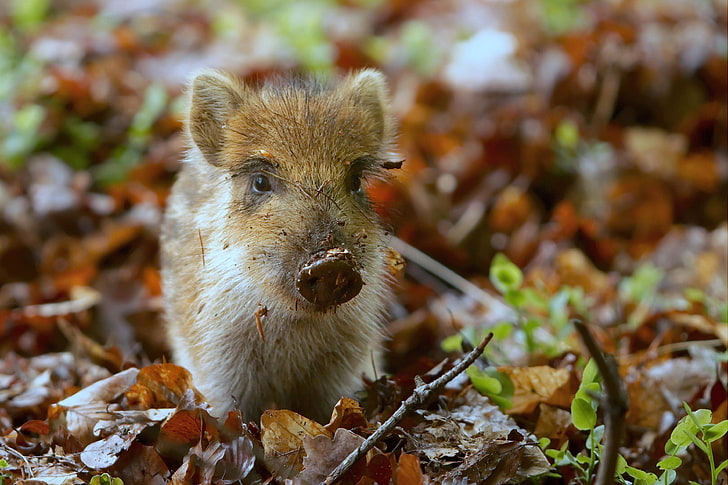 braunes Ferkel, Schwein, Schmutz, klein, Blätter, Herbst, HD-Hintergrundbild