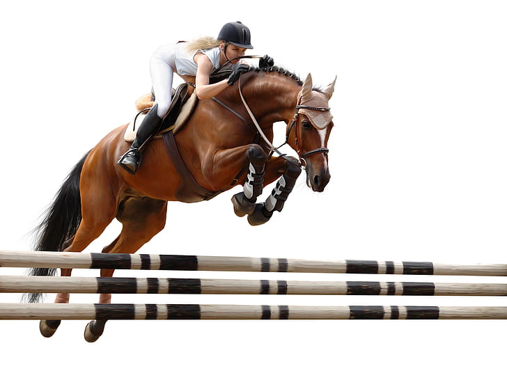 jump, horse, rider, obstacle, horse riding, HD wallpaper